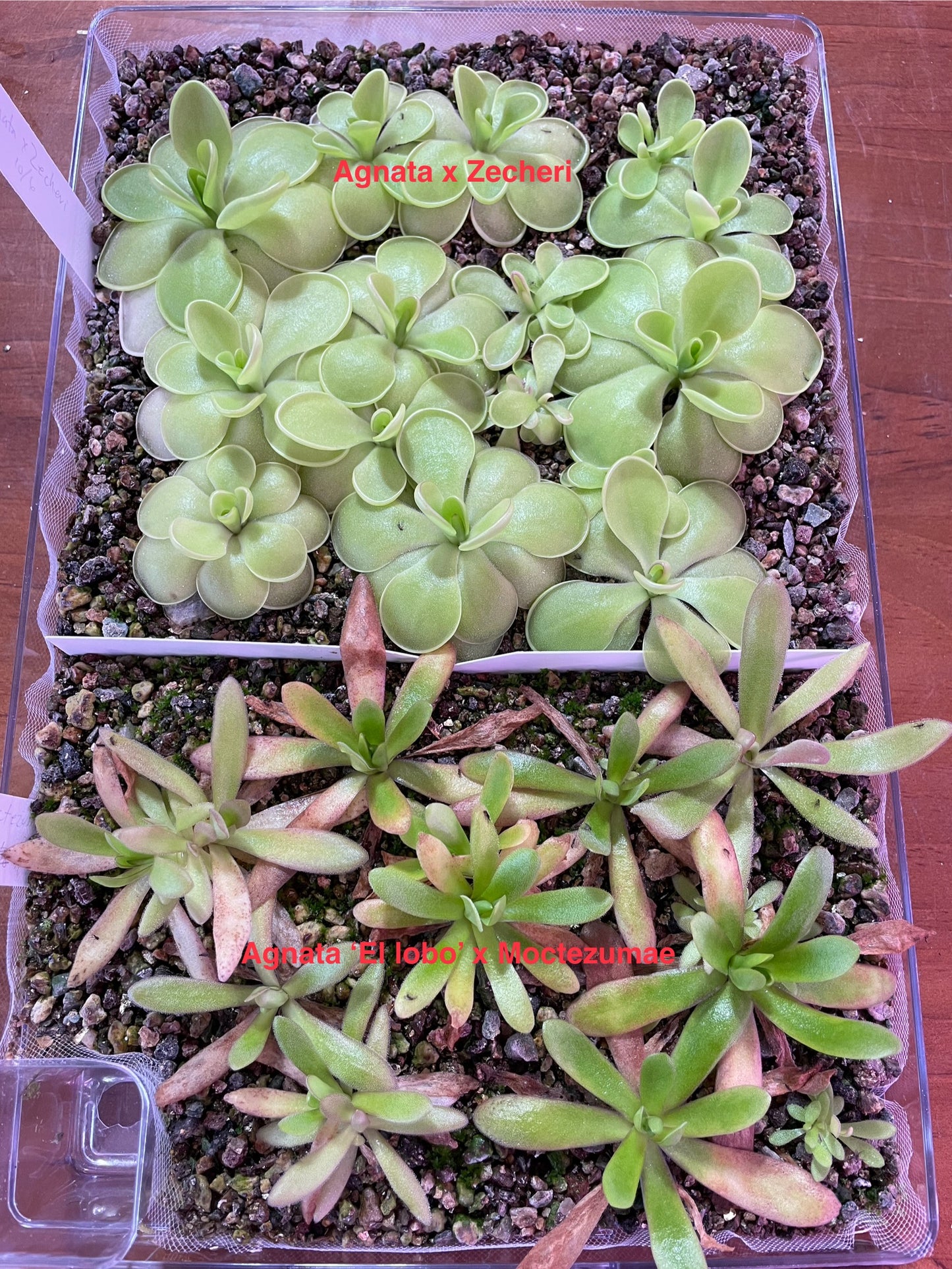 Ping Tray